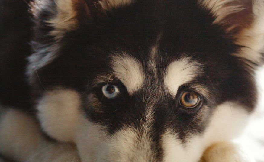 Ana dog friend